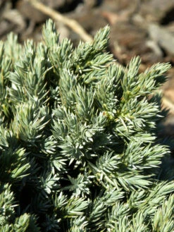 Juniperus Squamata 'Blue Star', Blauer Zwerg-Wacholder -Gartenbedarfs Geschäft juniperus blue star zweig 1280x1280