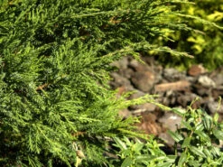 Juniperus Media (pfitzeriana) 'Mint Julep', Grüner Strauchwacholder -Gartenbedarfs Geschäft juniperus mint julep zweig 1280x1280