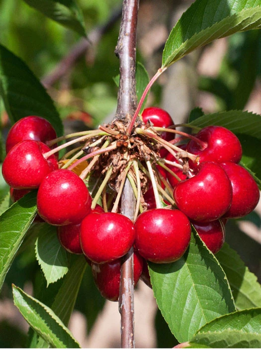 Süßkirsche Burlat 1 Süßkirsche Burlat