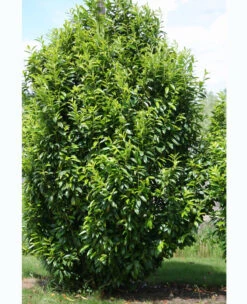 Prunus Laurocerasus Genolia® 'Mariblon', Säulenförmiger Kirschlorbeer 12 Prunus Laurocerasus Genolia® 'Mariblon', Säulenförmiger Kirschlorbeer -Gartenbedarfs Geschäft kirschlorbeer genolia marib 1280x1280