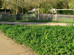 Prunus Laurocerasus 'Mount Vernon', Bodendecker-Kirschlorbeer -Gartenbedarfs Geschäft kirschlorbeer mount vernon 1280x1280