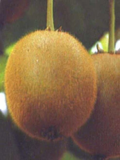Weibliche Kiwi 'Hayward'