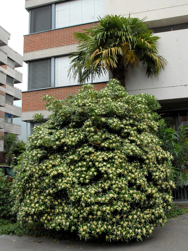 Pittosporum Tobira, Chinesische Klebsame 1 Pittosporum Tobira, Chinesische Klebsame