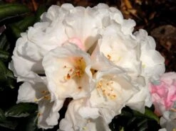 Rhododendron Koichiro Wada -Gartenbedarfs Geschäft koichiro wada rhododendron 1280x1280