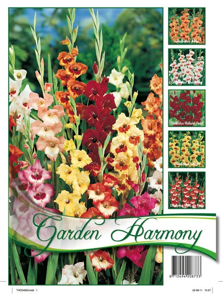 Kollektion Schmetterlings-Gladiolen (Art.Nr. 522620) 1 Kollektion Schmetterlings-Gladiolen (Art.Nr. 522620)