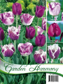 Kollektion Purpur Tulpen (Art.Nr. 598214)