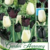 Kollektion Schwarze Und Weiße Tulpen (Art.Nr. 598203)