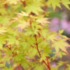 Acer Palmatum 'Sangokaku', Korallenahorn