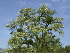 Robinia Pseudoacacia 'Tortuosa', Korkenzieher-Robinie -Gartenbedarfs Geschäft korkenzieher robinie krone 1280x1280