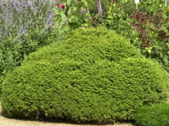 Picea Abies 'Little Gem', Kugel-Fichte, Kissen-Fichte -Gartenbedarfs Geschäft kugel fichte little gem 1280x1280