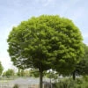 Robinia Pseudo. 'Umbraculifera', Kugel-Robinie - Hochstamm