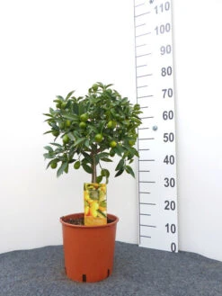 Citrus Fortunella Japonica Kumquat, Ei-Mandarine, Kumquat