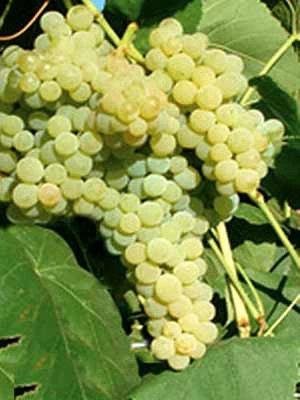 Kernlose Tafeltraube Romulus 1 Kernlose Tafeltraube Romulus