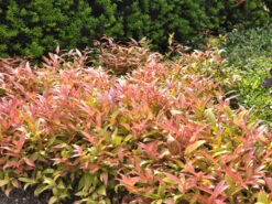 Leucothoe Walteri 'Scarletta' ®, Traubenheide, Traubenmyrte -Gartenbedarfs Geschäft leucothoe scarletta 1280x1280