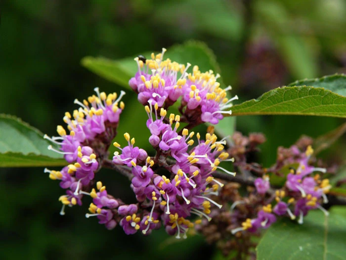 Callicarpa Bodinieri 'Profusion', Liebesperlenstrauch 3 Callicarpa Bodinieri 'Profusion', Liebesperlenstrauch – Bild 3