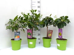 Limettenbaum 'Caipirinha-Limette' - Lime Time® 9 Limettenbaum 'Caipirinha-Limette' - Lime Time® -Gartenbedarfs Geschäft limetten mix quer 1280x1280