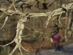 Liquidambar Styraciflua, Amberbaum -Gartenbedarfs Geschäft liquidambar styraciflua ast 1280x1280