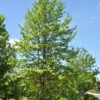 Liquidambar Styraciflua, Amberbaum
