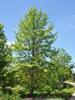 Liquidambar Styraciflua, Amberbaum