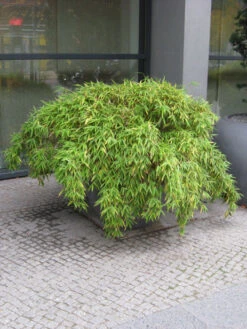 Fargesia Murielae 'Simba', Löwenbambus, Mähnenbambus -Gartenbedarfs Geschäft loewenbambus 1280x1280