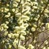 Salix Caprea 'Mas', Männliche Kätzchenweide, Palmweide
