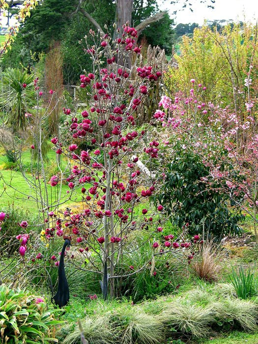 Magnolia 'Genie', Magnolien-Hybride 3 Magnolia 'Genie', Magnolien-Hybride – Bild 3