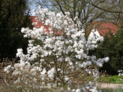 Magnolia Stellata, Sternmagnolie -Gartenbedarfs Geschäft magnolia stellata 1280x1280