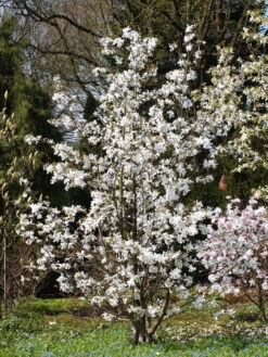 Magnolia Loebneri 'Merrill', Sternmagnolie -Gartenbedarfs Geschäft magnolie merrill strauch 1280x1280