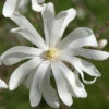 Magnolia Stellata 'Royal Star', Sternmagnolie