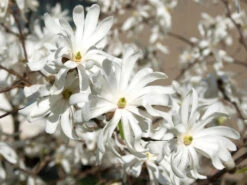 Magnolia Stellata 'Royal Star', Sternmagnolie 4 Magnolia Stellata 'Royal Star', Sternmagnolie -Gartenbedarfs Geschäft magnolie royal star pflanze 1280x1280