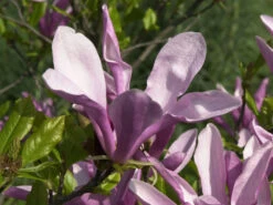 Magnolia Liliiflora 'Susan', Purpur-Magnolie 3 Magnolia Liliiflora 'Susan', Purpur-Magnolie -Gartenbedarfs Geschäft magnolie susan bluete 1280x1280