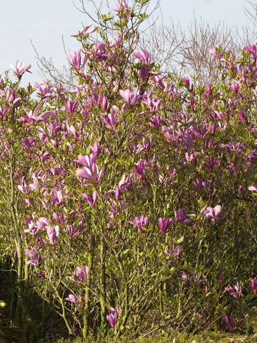 Magnolia Liliiflora 'Susan', Purpur-Magnolie 1 Magnolia Liliiflora 'Susan', Purpur-Magnolie