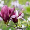 Magnolia Vulcan, Magnolie