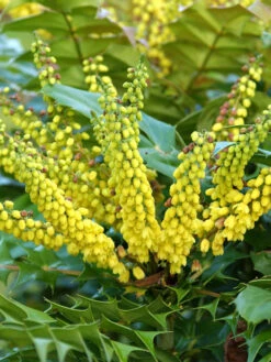 Mahonia Media 'Winter Sun', Mahonie