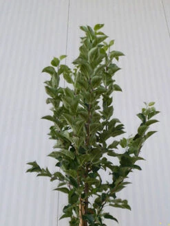 Malus Evereste, Zierapfel - Hochstamm 11 Malus Evereste, Zierapfel - Hochstamm -Gartenbedarfs Geschäft malus evereste krone55599d089afb8 1280x1280