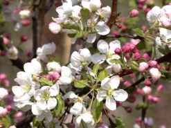 Zierapfel 'Evereste' -Gartenbedarfs Geschäft malus evereste 1280x1280