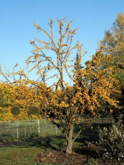 Malus 'Golden Hornet', Gelber Zierapfel -Gartenbedarfs Geschäft malus golden hornet 1280x1280