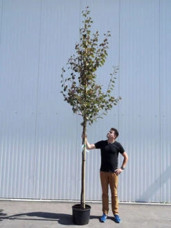 Malus Sargentii 'Rudolph', Zierapfel - Hochstamm -Gartenbedarfs Geschäft malus rudolph hochstamm 1280x1280