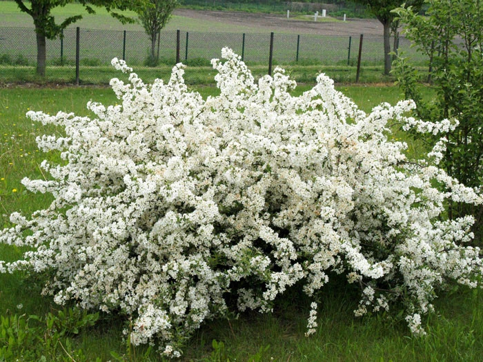 Malus Tina, Zierapfel 2 Malus Tina, Zierapfel – Bild 2