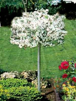 Malus 'Tina', Zierapfel - Stämmchen