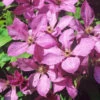 Clematis 'Margret Hunt'