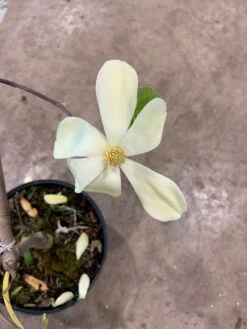 Magnolia 'Maxine Merrill' -Gartenbedarfs Geschäft maxine merrill2 1280x1280