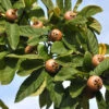 Mespilus Germanica, Mispel