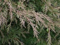 Microbiota Decussata, Fächer-Wacholder -Gartenbedarfs Geschäft microbiota decussata zweig 1280x1280