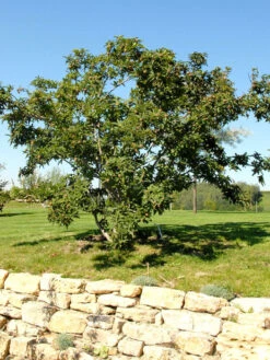 Mespilus Germanica, Mispel -Gartenbedarfs Geschäft mispel habitus 1280x1280