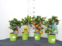 Limettenbaum 'Kaffir-Limette' - Lime Time® 11 Limettenbaum 'Kaffir-Limette' - Lime Time® -Gartenbedarfs Geschäft mix limetten sorten 1280x1280