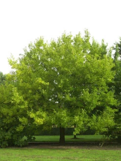 Morus Alba, Weiße Maulbeere -Gartenbedarfs Geschäft morus alba baum 1280x1280