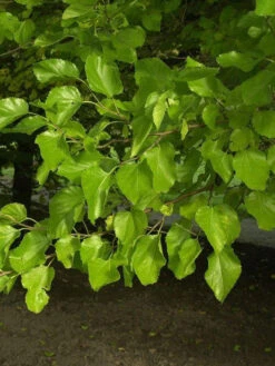 Morus Alba, Weiße Maulbeere -Gartenbedarfs Geschäft morus alba blatt 1280x1280