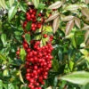 Nandina Domestica 'Fire Power', Himmelsbambus