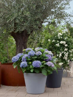 Pflanzkübel Napoli 5 Pflanzkübel Napoli -Gartenbedarfs Geschäft napoli stimmung 1280x1280